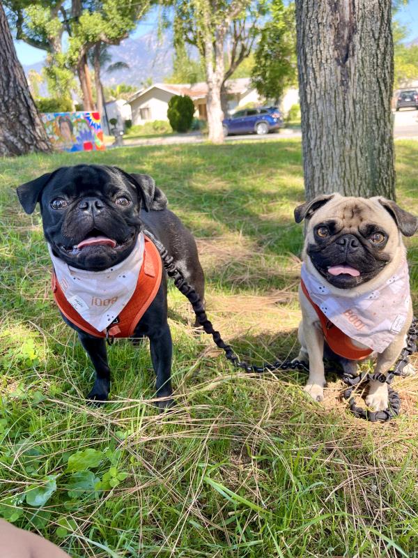 /images/uploads/pug nation rescue of los angeles/pugnation2024/entries/30814thumb.jpg